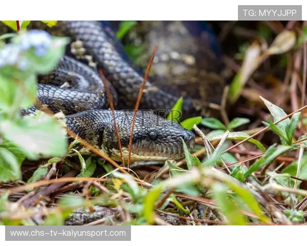 马达加斯加篮球运动渐入佳境，马达加斯加怎么样